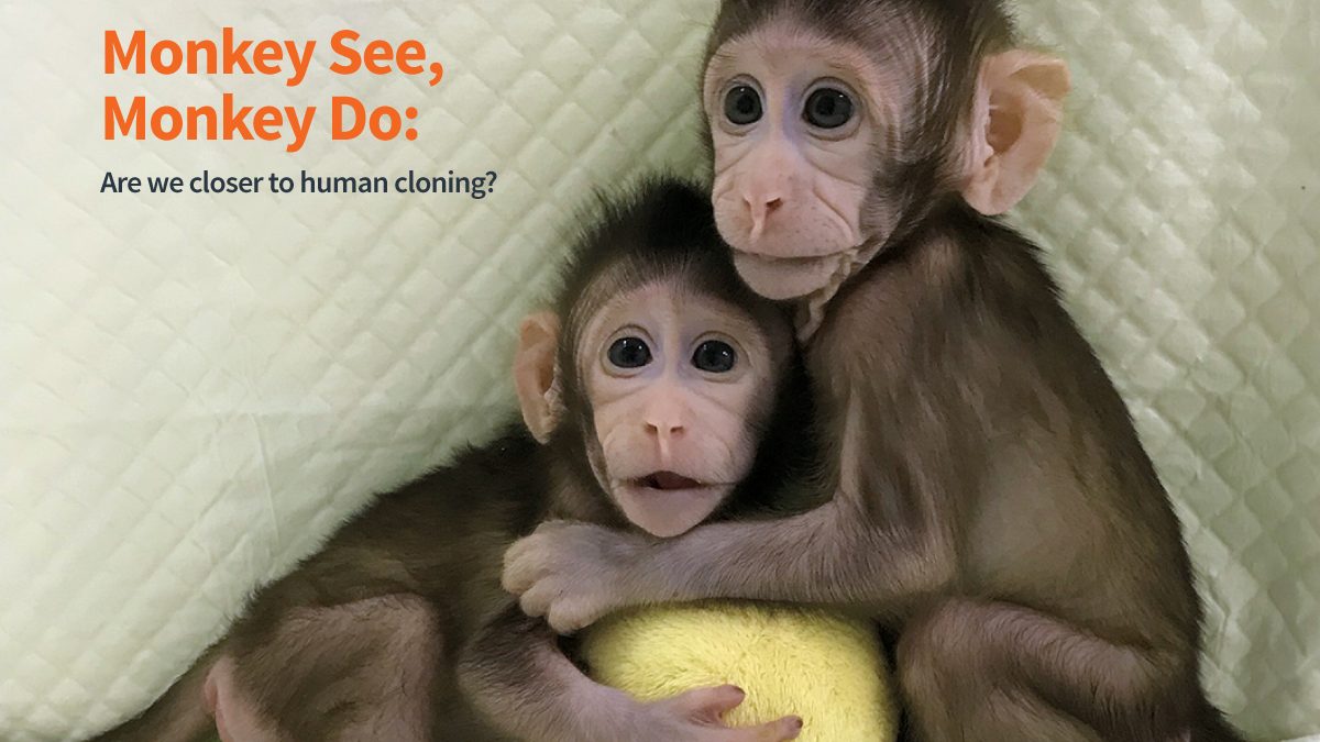 Monkey cloning and human cloning