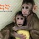 Monkey cloning and human cloning