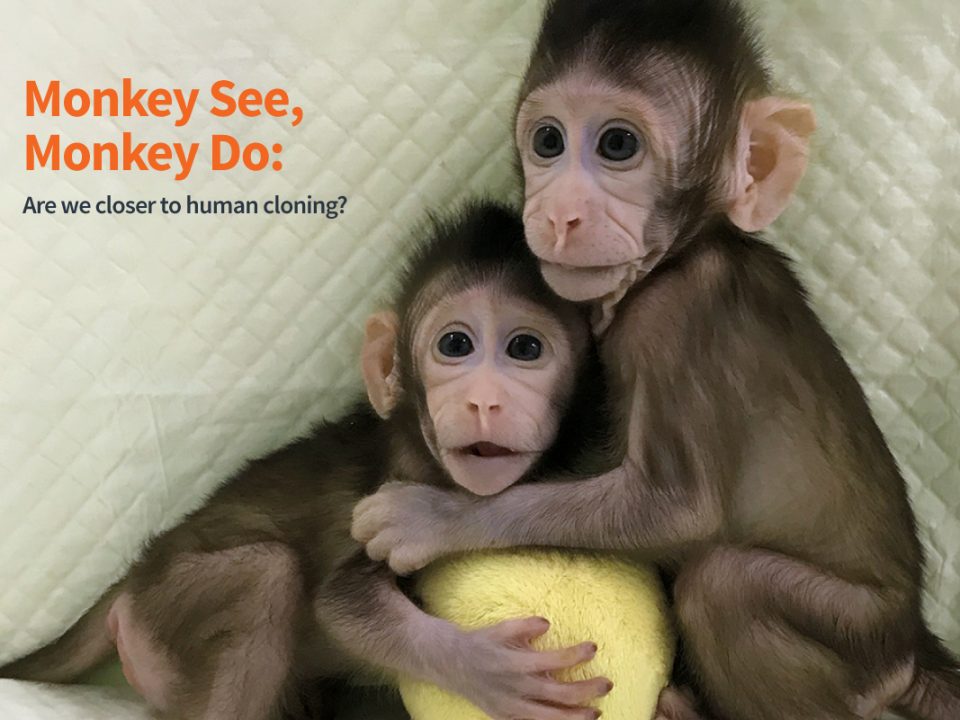 Monkey cloning and human cloning